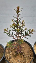 Teofrast Мелалеука melaleuca bracteata