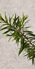 Teofrast Мелалеука melaleuca bracteata