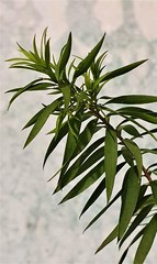 Teofrast Мелалеука melaleuca bracteata