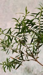 Teofrast Мелалеука melaleuca bracteata