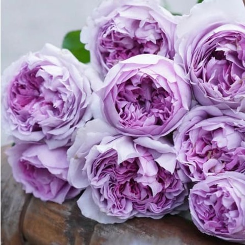 Лилас( Lilas (Сирень)