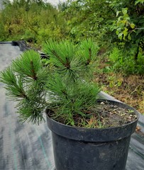 Teofrast Сосна горная Pinus mugo