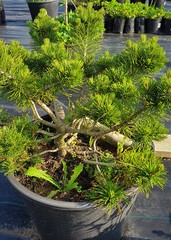 Teofrast Сосна горная Pinus mugo