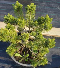 Teofrast Сосна горная Pinus mugo