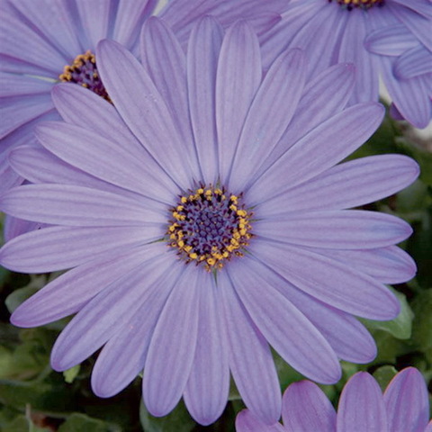 2792 Остеоспермум FLOWERPOWER BLUE (Весна 2026)