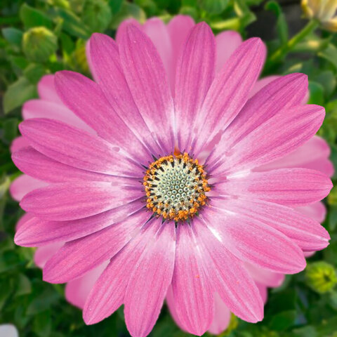 2796 Остеоспермум FLOWERPOWER ROSE SURPRISE (ОСЕНЬ 2025)