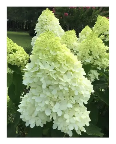 Гортензия метельчатая МЭДЖИКАЛ КИЛИМАНДЖАРО (Hydrangea paniculata «Magical Kilimajaro») (ЗКС)