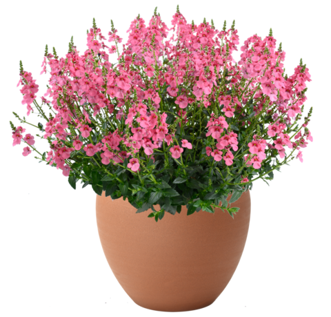 1828 Диасция TRINITY PINK