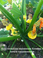 Семена Патиссон Копейка