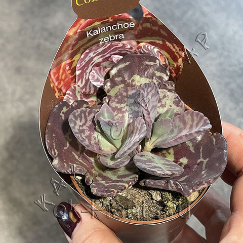Каланхоэ Мраморное