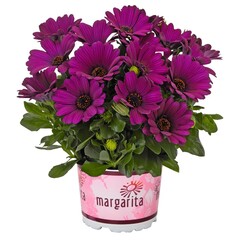 2789 Остеоспермум Margarita Dark Purple (Весна 2026)