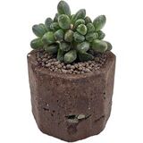 Живой редкий суккулент Pachyphytum Сompactum (Пахифитум Компактум) в горшке с грунтом
