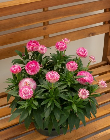 3912 Брактеанта GRANVIA OLD PINK FLAME COMPACT (ОСЕНЬ 2025)