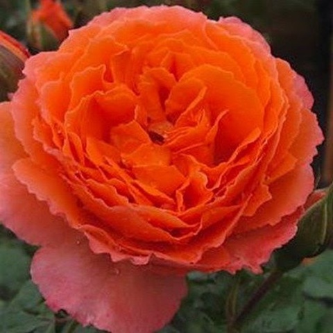 Оранж Мейлав (Orange Meilove)