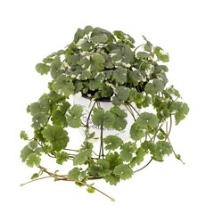 6101 Глехома GLECHOMA VARIEGATA (ОСЕНЬ 2025)