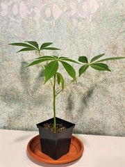 Teofrast Хлопковое дерево ceiba pentandra