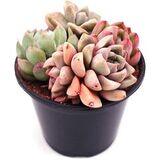 Эхеверии яркие черенки набор №3