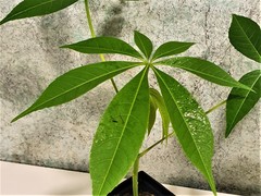Teofrast Хлопковое дерево ceiba pentandra