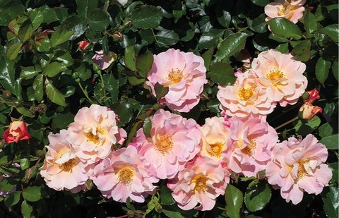 Мелла Экзотик(Mella Exotic)