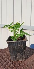 Teofrast Валериана лекарственная valeriana