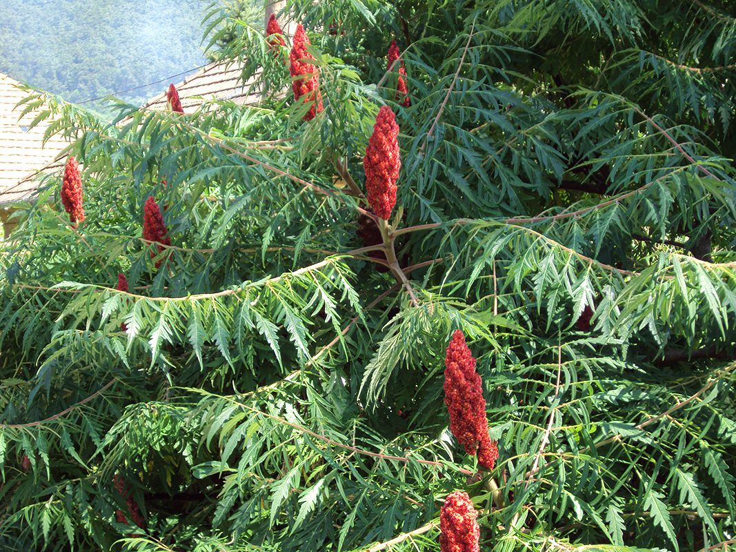 Сумах пушистый (оленерогий) рассеченный. Цветение и рассеченный лист. Фото с сайта Tura.network.hu