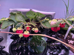 Контейнер Root Pot Air Белого цвета в ассортименте