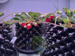 Контейнер Root Pot Air Белого цвета в ассортименте