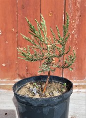 Teofrast Секвойя гигантская Sequoiadendron giganteum