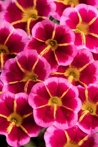 19212 Калибрахоа CALILOCO STARFIRE ROSE (ОСЕНЬ 2025)