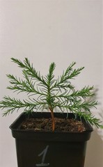 Teofrast Секвойя гигантская Sequoiadendron giganteum