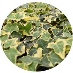 8402 Плющ HEDERA GOLD CHILD (ОСЕНЬ 2025)