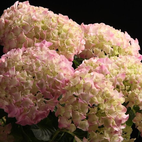 №50 Укорененный черенок Гортензия метельчатая ПАНФЛОРА («Panflora»)