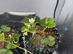 Контейнер Root Pot Air Белого цвета в ассортименте