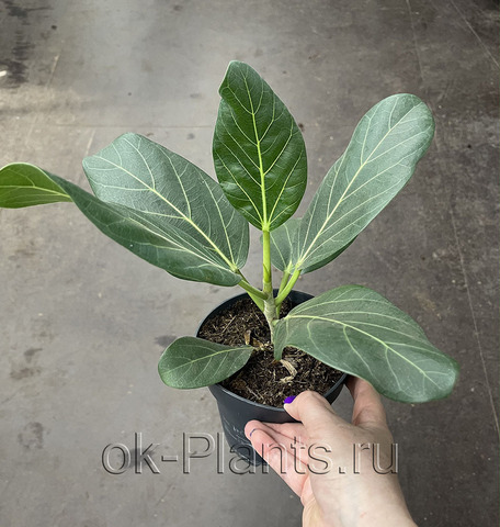 Фикус Бенгальский Одри