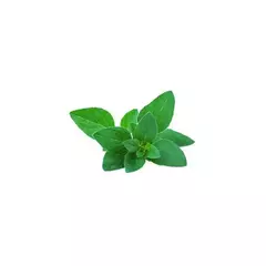 Эфирное масло Мяты Колосистой (Spearmint) - 10 мл. Compagnie des Sens