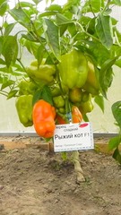 Семена Перец Рыжий кот F1