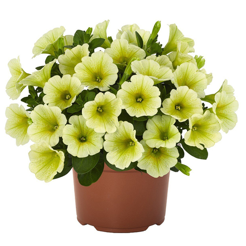 32155 Петуния POTUNIA YELLOW (ОСЕНЬ 2025)