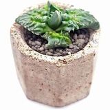 Суккулент Фаукария Монструоза из коллекции EnjoyPlants — основное фото живого растения