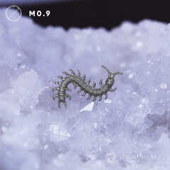 Scolopendra