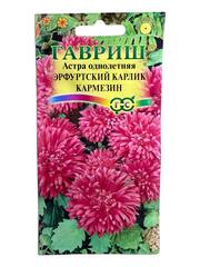 Астра Эрфуртский карлик Кармезин (Гавриш)