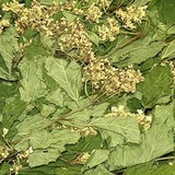 Веник калина - 2