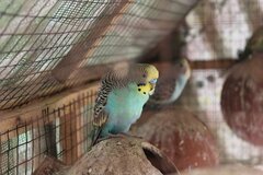 Попугай волнистый (самец)