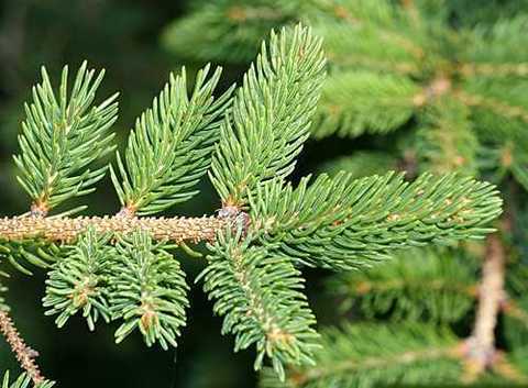 Ель красная picea rubens