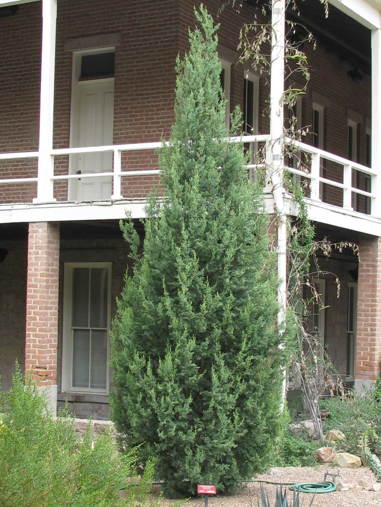Семена Кипарис Аризонский cupressus arizonica