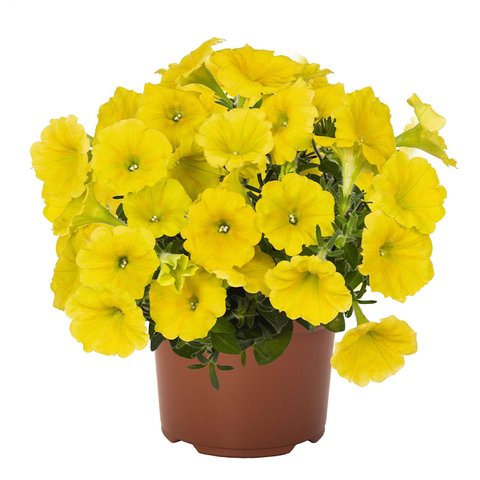 32160 Петуния Potunia Canary Yellow (Весна 2026)