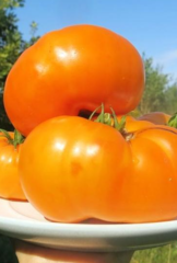 Семена Томат Амана оранж (Amana Orange), высота 1,8 м, масса 500 гр, цв 10 сем.