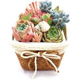 Композиция из живых суккулентов Мини-оазис