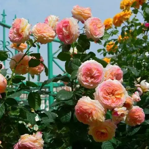 Розоман Жанон ( Rosomane Janon)