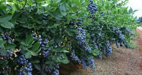 Голубика высокорослая Блюкроп (Bluecrop) (ЗКС)