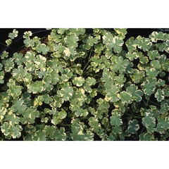 6101 Глехома GLECHOMA VARIEGATA (ОСЕНЬ 2025)